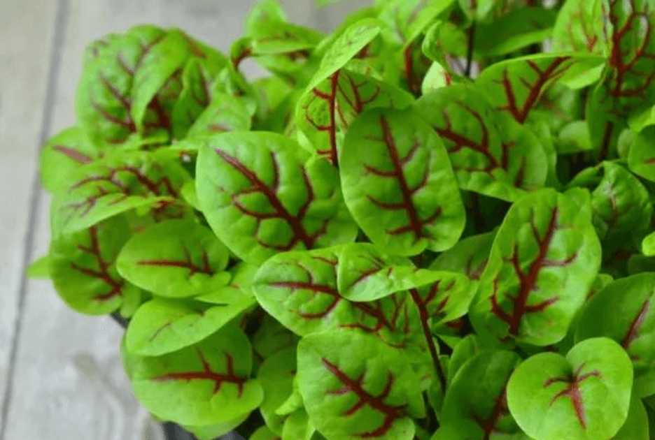 Red Veined Sorrel specialty herbs grown by Strathcona Microgreens in Edmonton