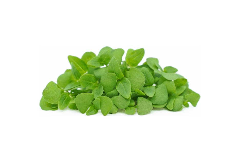 Thai Basil specialty herbs grown by Strathcona Microgreens in Edmonton