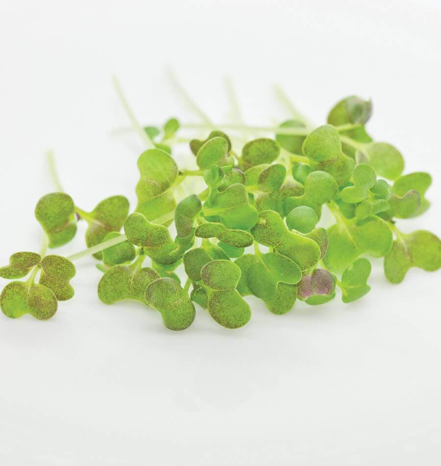 Yellow Mustard specialty herbs grown by Strathcona Microgreens in Edmonton